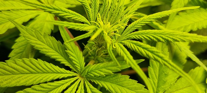 Growreport Bild 12