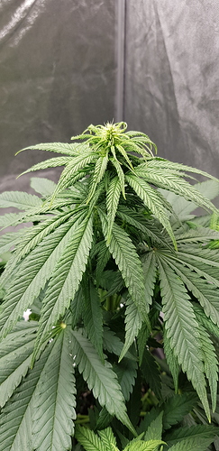 Growreport Bild 10