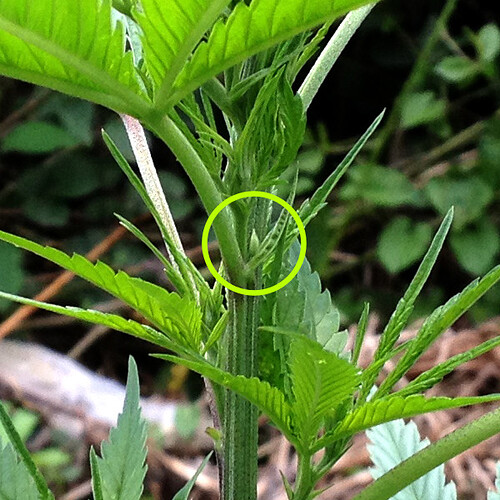 U4wtf_zwitterverdacht