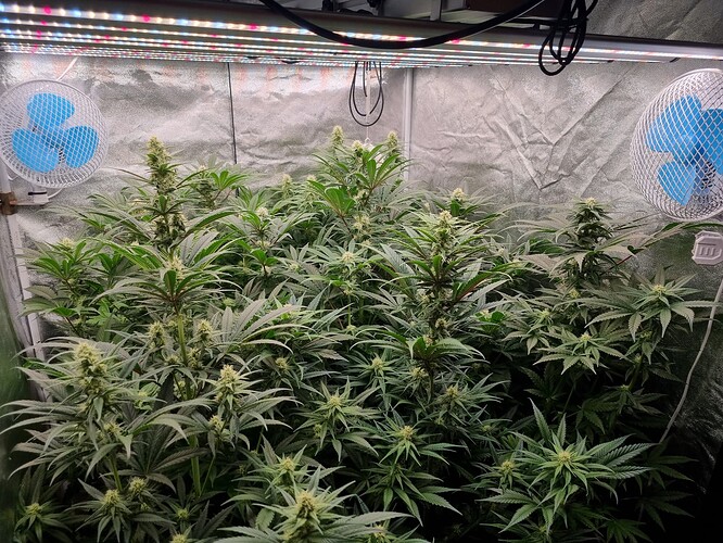 Growreport Bild 30
