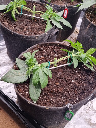 Growreport Bild 14