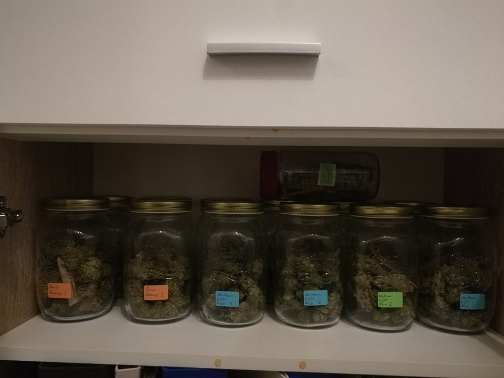 Letzter Growreport mit 3x Black Bomb/1x Monster Zkittlez und 2x Northern Light Blue/2x Brain Damage in 80x80 Zelt mit Phlizon Cob Cree