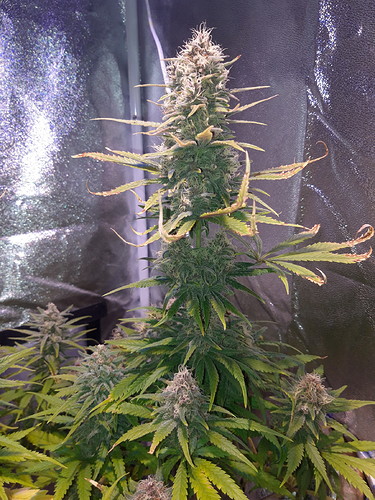 Growreport Bild 4