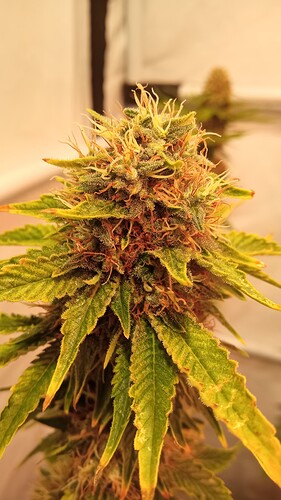 Growreport Bild 38