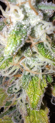 Growreport Bild 9