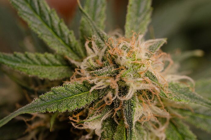 Growreport Bild 11