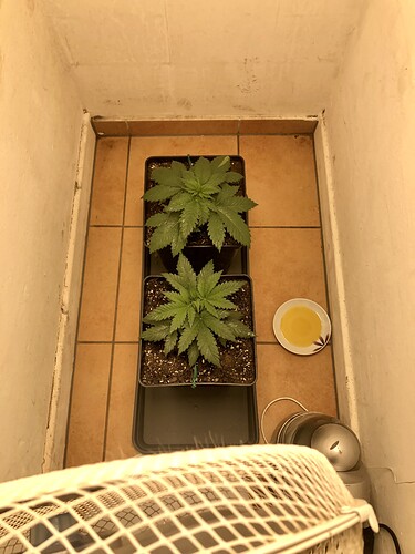 Growreport Bild 1