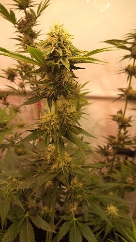 Growreport Bild 20