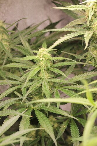 Growreport Bild 15