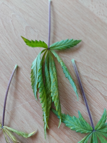 Growreport Bild 6