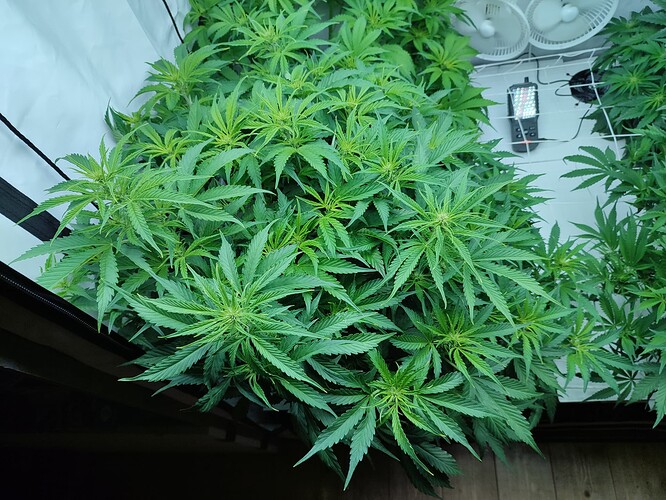 Growreport Bild 45