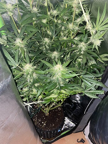 Growreport Bild 18