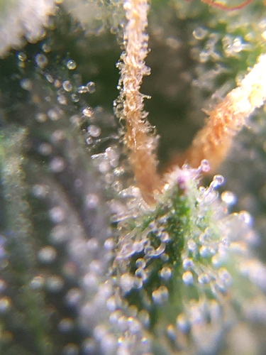 Growreport Bild 5