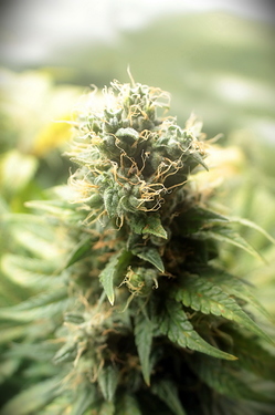 Growreport Bild 7