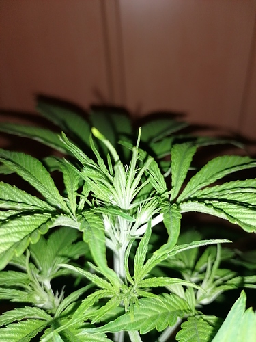 Growreport Bild 6
