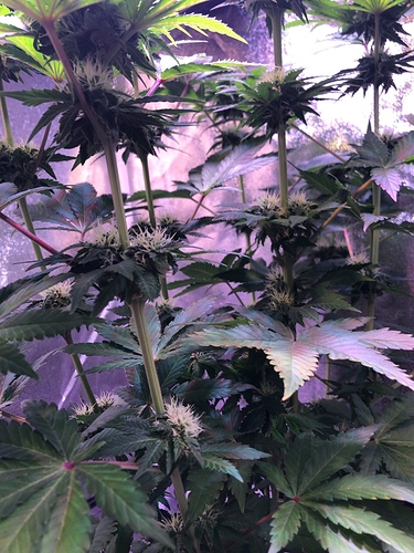 Growreport Bild 25