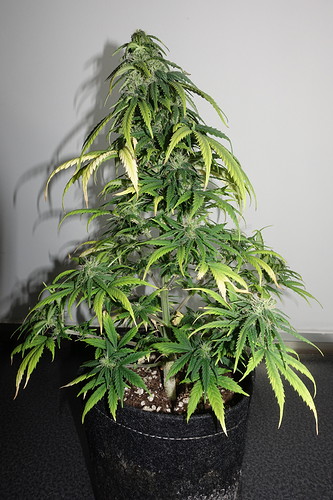 Growreport Bild 2