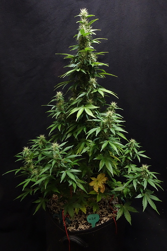 Growreport Bild 15