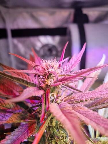 Growreport Bild 31