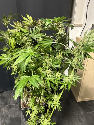 Growreport Bild 6
