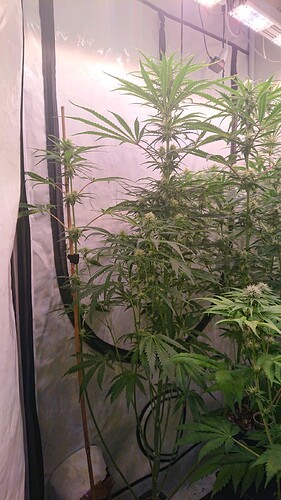 Growreport Bild 6