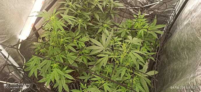 IMG-20231004-WA0009