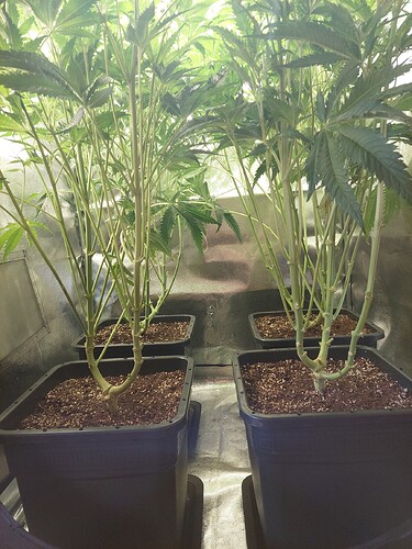 Growreport Bild 3