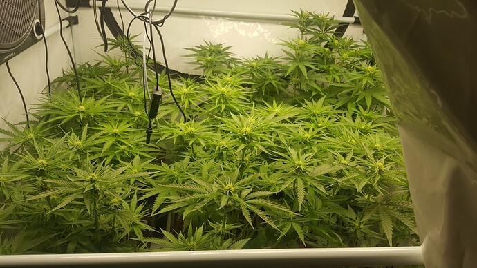 Growreport Bild 5