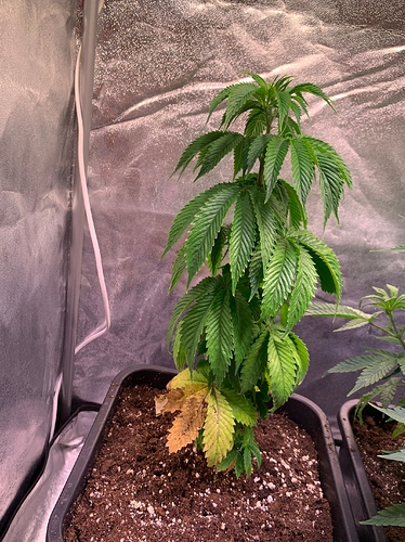 Growreport Bild 2