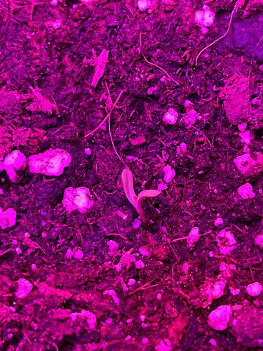 Growreport Bild 6