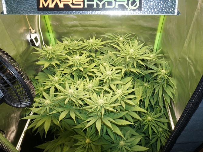 Growreport Bild 8