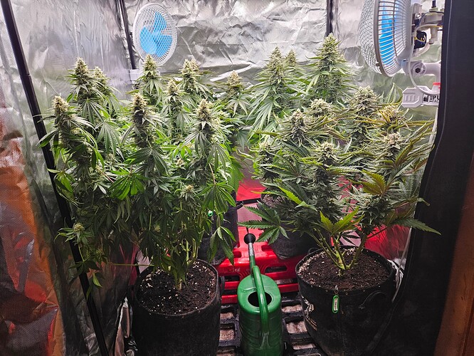 Growreport Bild 31