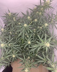 Growreport Bild 9