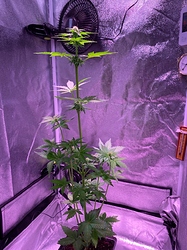 Growreport Bild 25