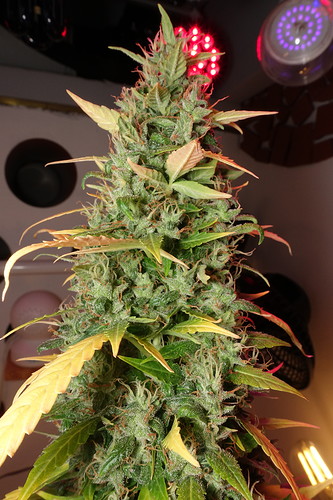 Growreport Bild 9