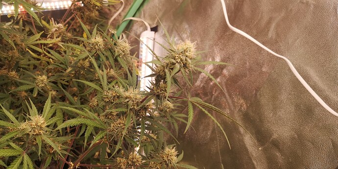 Growreport Bild 2