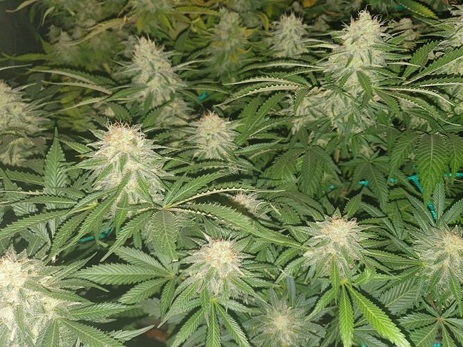 Growreport Bild 3