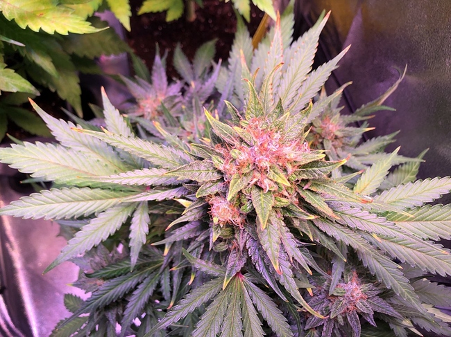 Growreport Bild 3