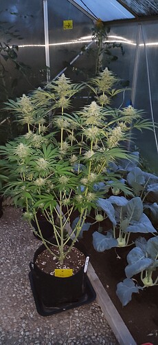 Growreport Bild 8