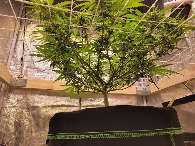 Growreport Bild 3
