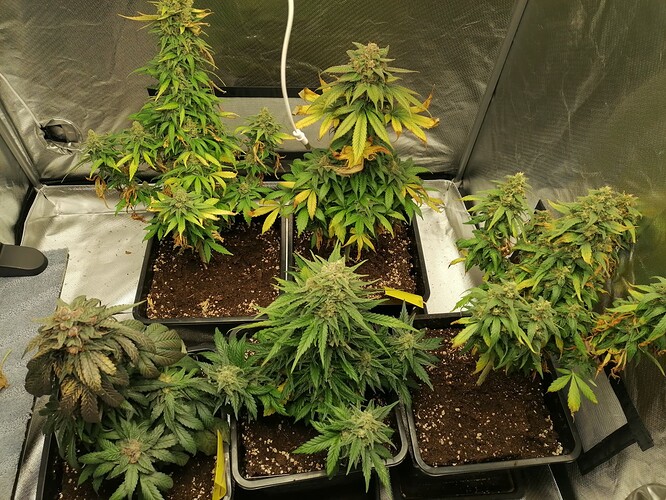 Growreport Bild 11