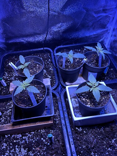 Growreport Bild 7