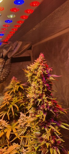 Growreport Bild 43