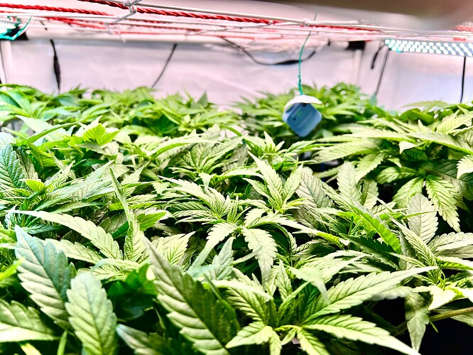 Growreport Bild 7