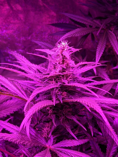 Growreport Bild 3