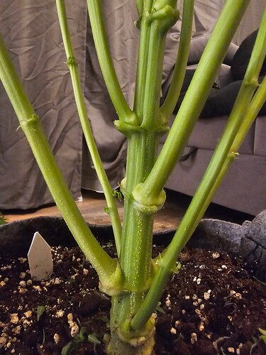Growreport Bild 3