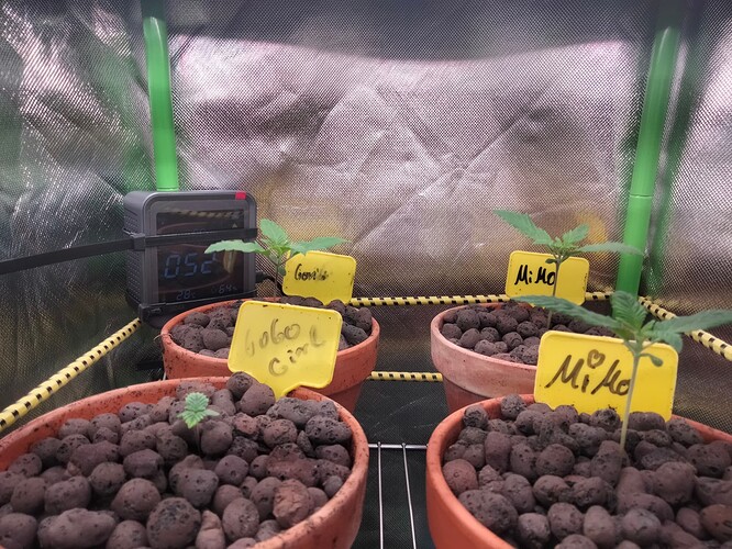 Growreport Bild 1