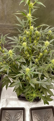 Growreport Bild 5