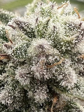 Growreport Bild 5