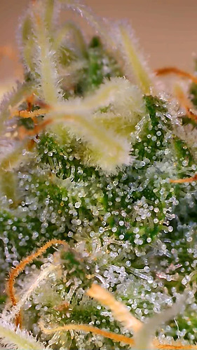 Growreport Bild 8